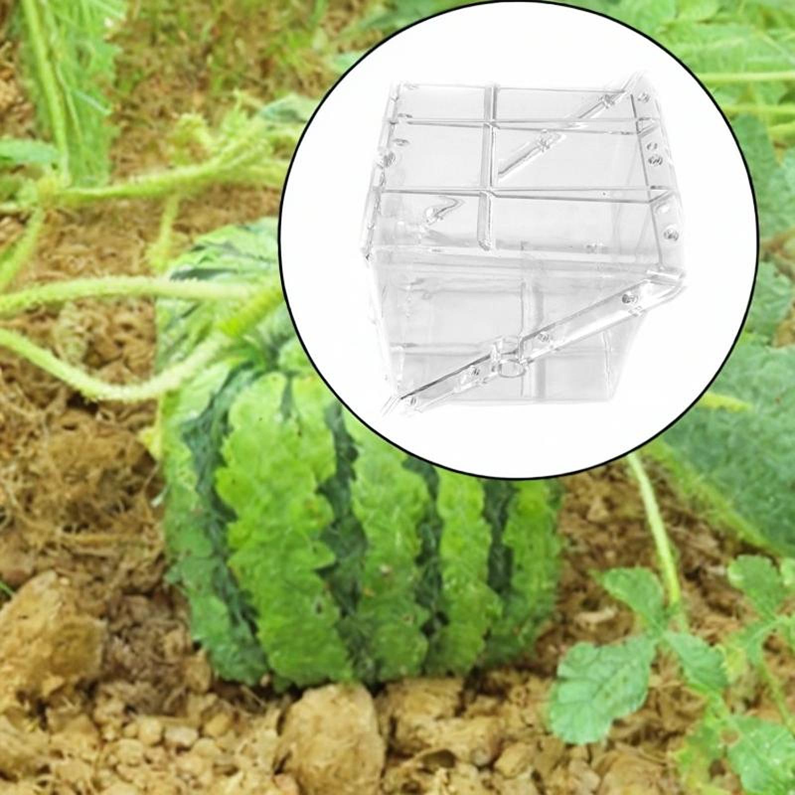 Square Watermelon Growth Mold  - Gardening Tools Unique ulasan dan harga