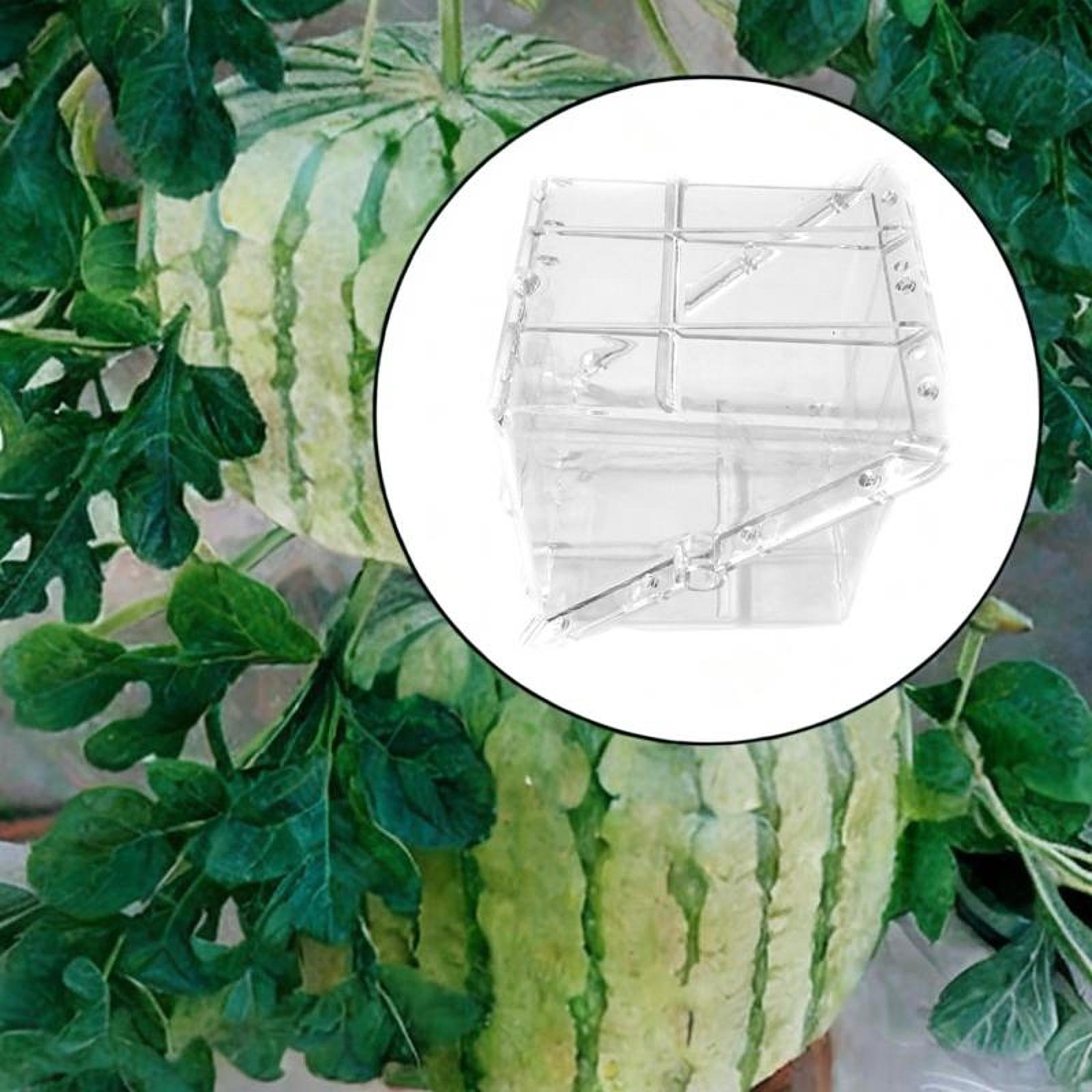 Square Watermelon Growth Mold  - Gardening Tools Unique ulasan dan harga